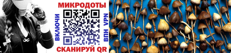 OMG как войти  Курчалой  Галлюциногенные грибы MAGIC MUSHROOMS 